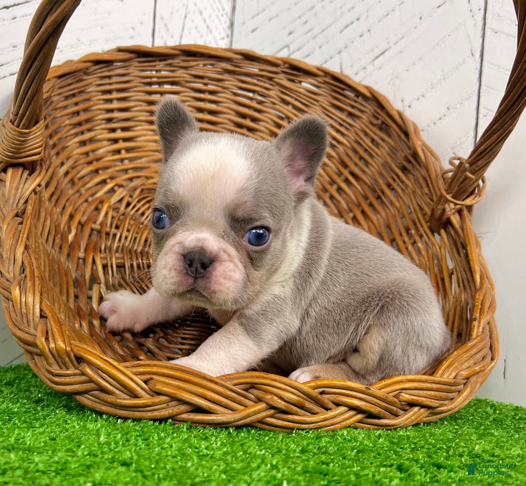 French Bulldog dogs for sale: Lynn - Ad 4