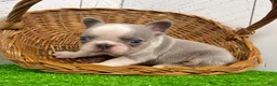 French Bulldog dogs for sale: Lynn - Ad 4