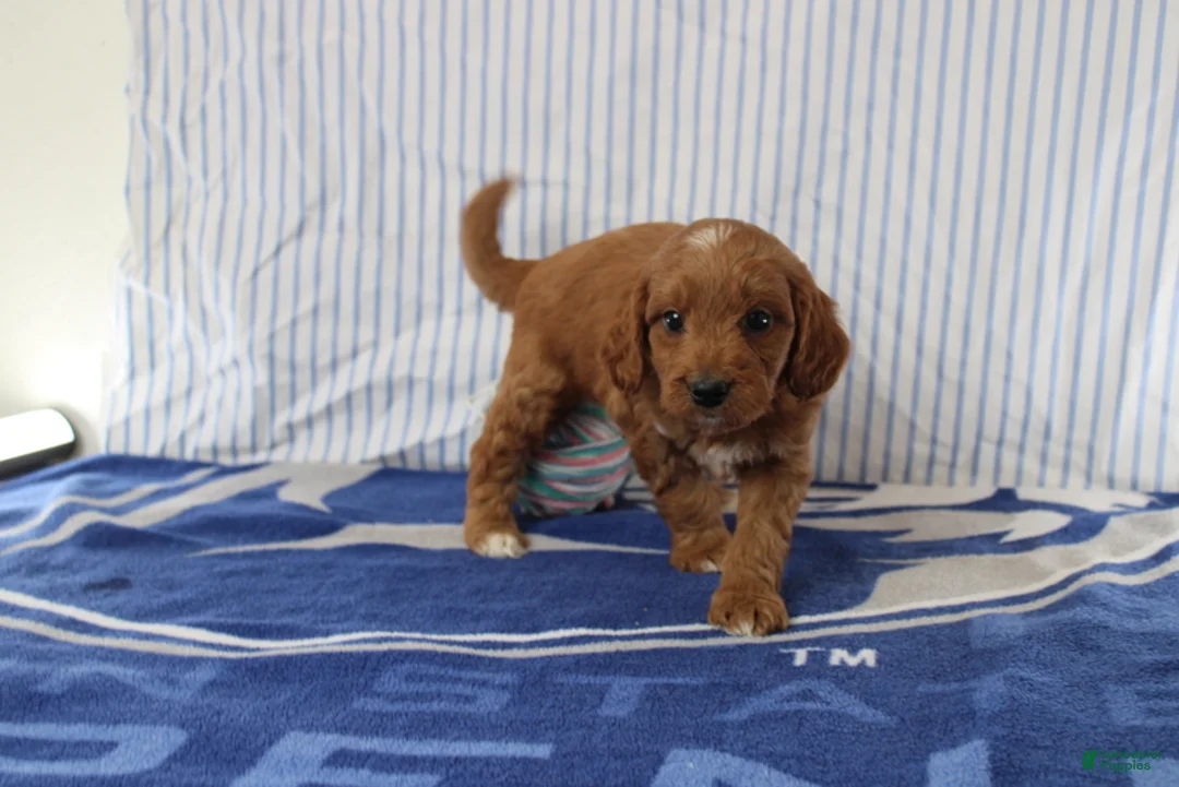 Mini Goldendoodle dogs for sale: Mako - Ad 2