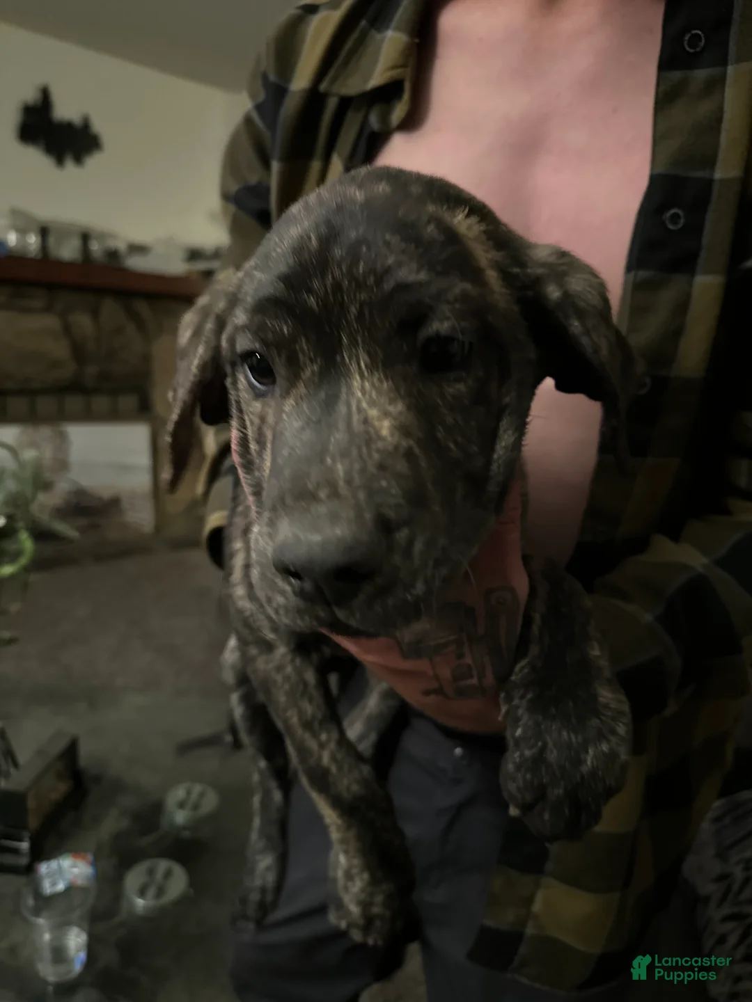 Mixed Breed dogs for sale: Jax - Ad 2