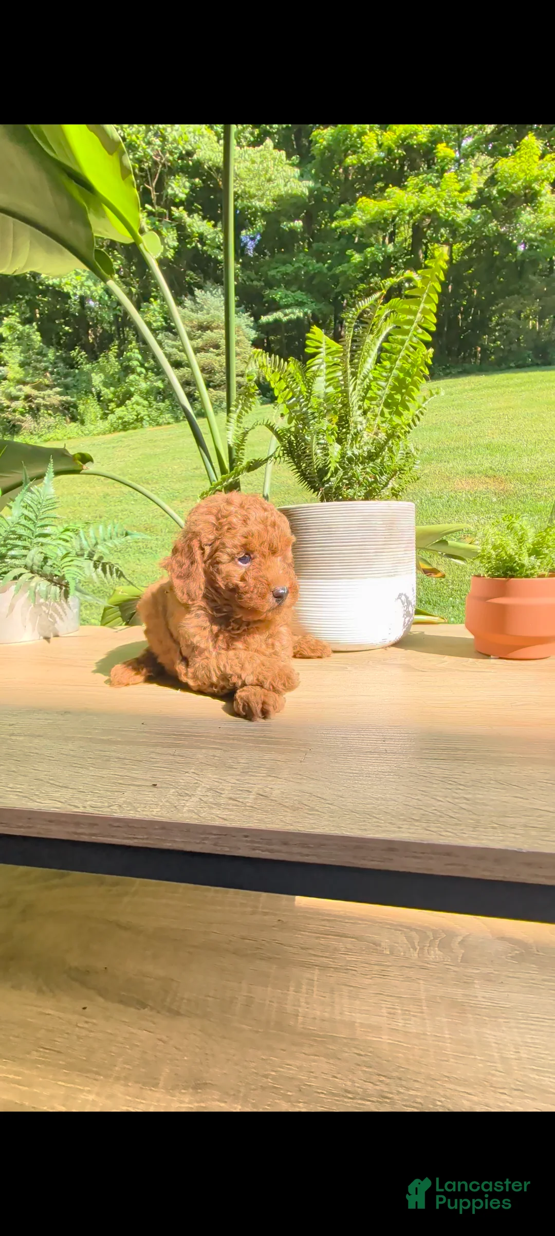 Miniature Poodle dogs for sale: Booker - Ad 1