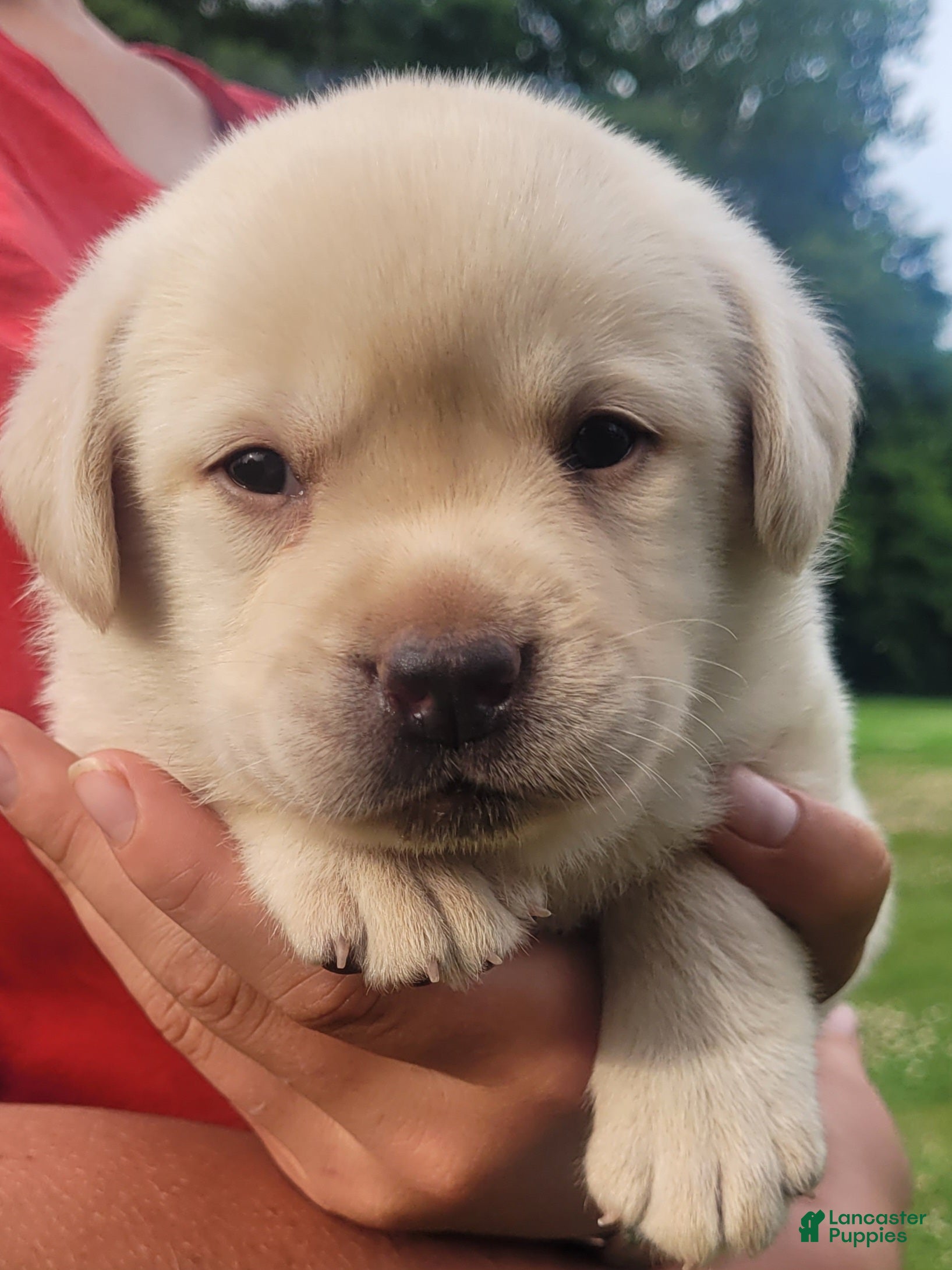 Labrador Retriever dogs MacGyver  - Ad 1