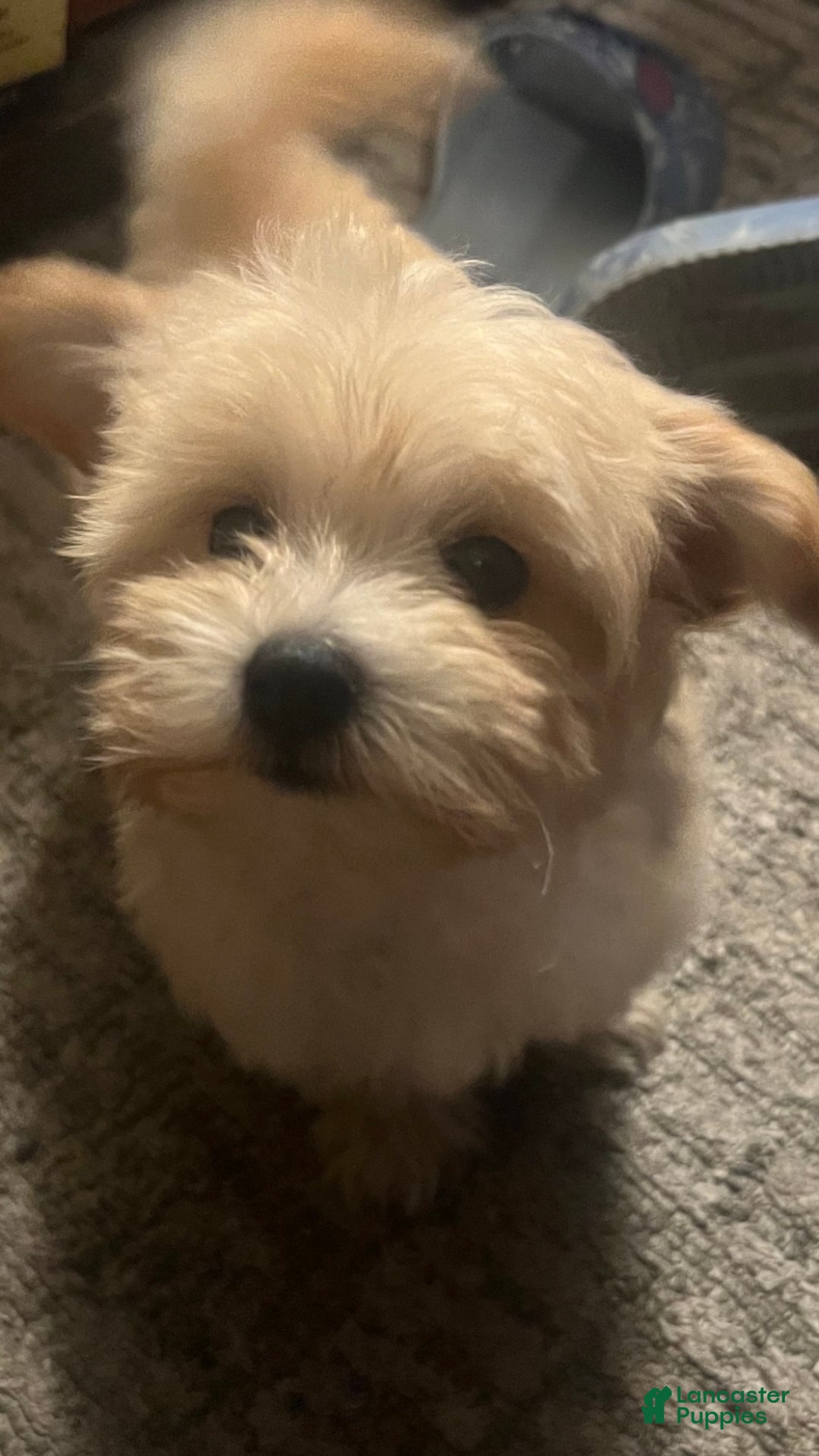 Maltipoo dogs for sale: Maltipoo litter of 5 puppies - Ad 7