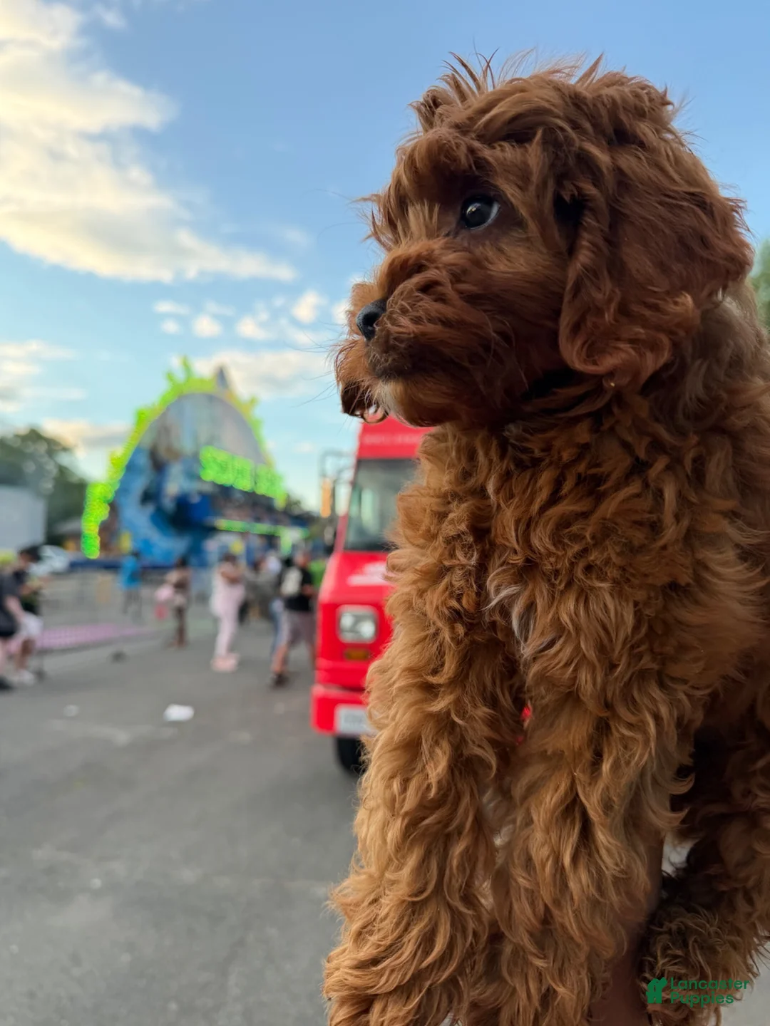 Cockapoo dogs for sale: Cooper - Ad 9