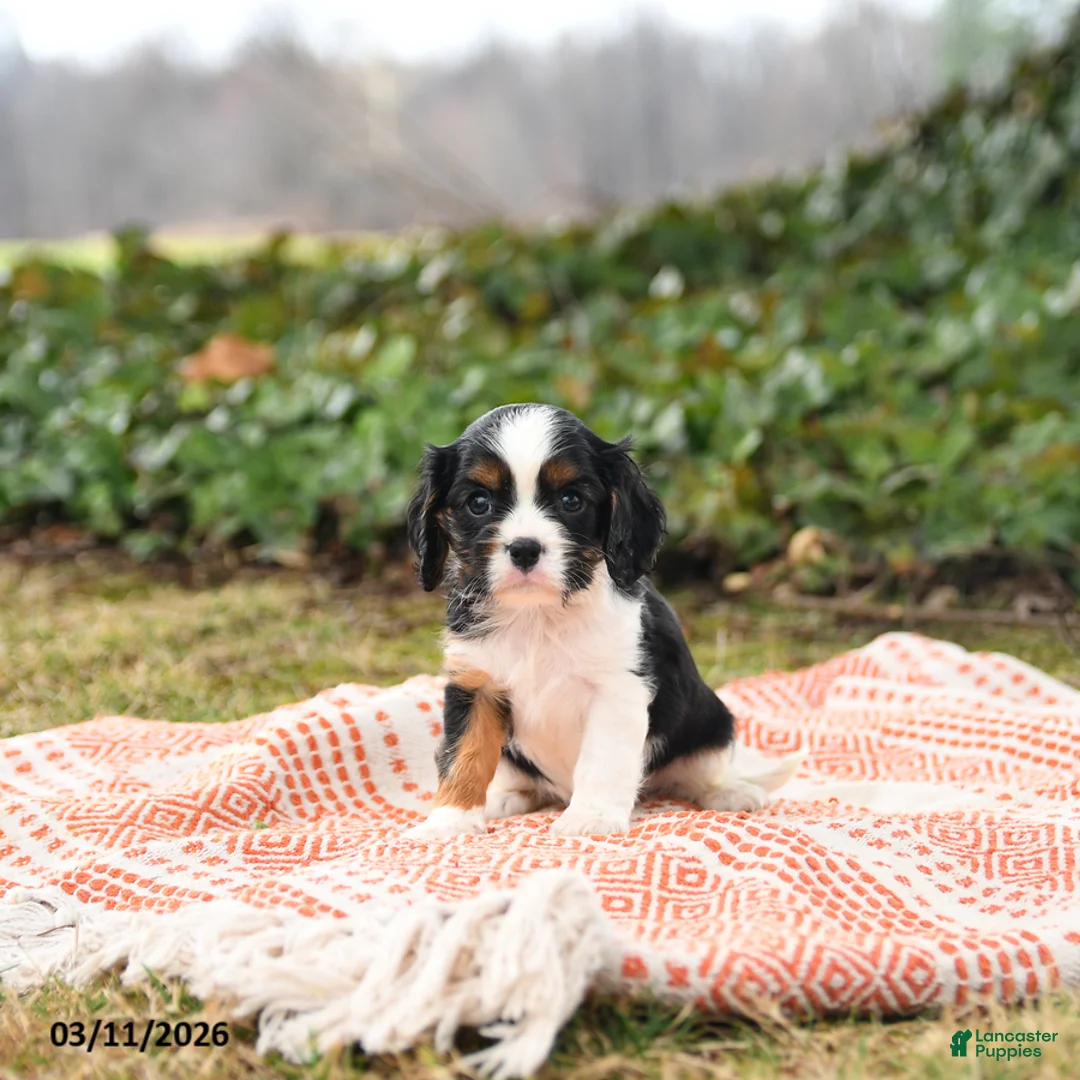 Cavalier King Charles Spaniel dogs for sale: Charmer - Ad 3