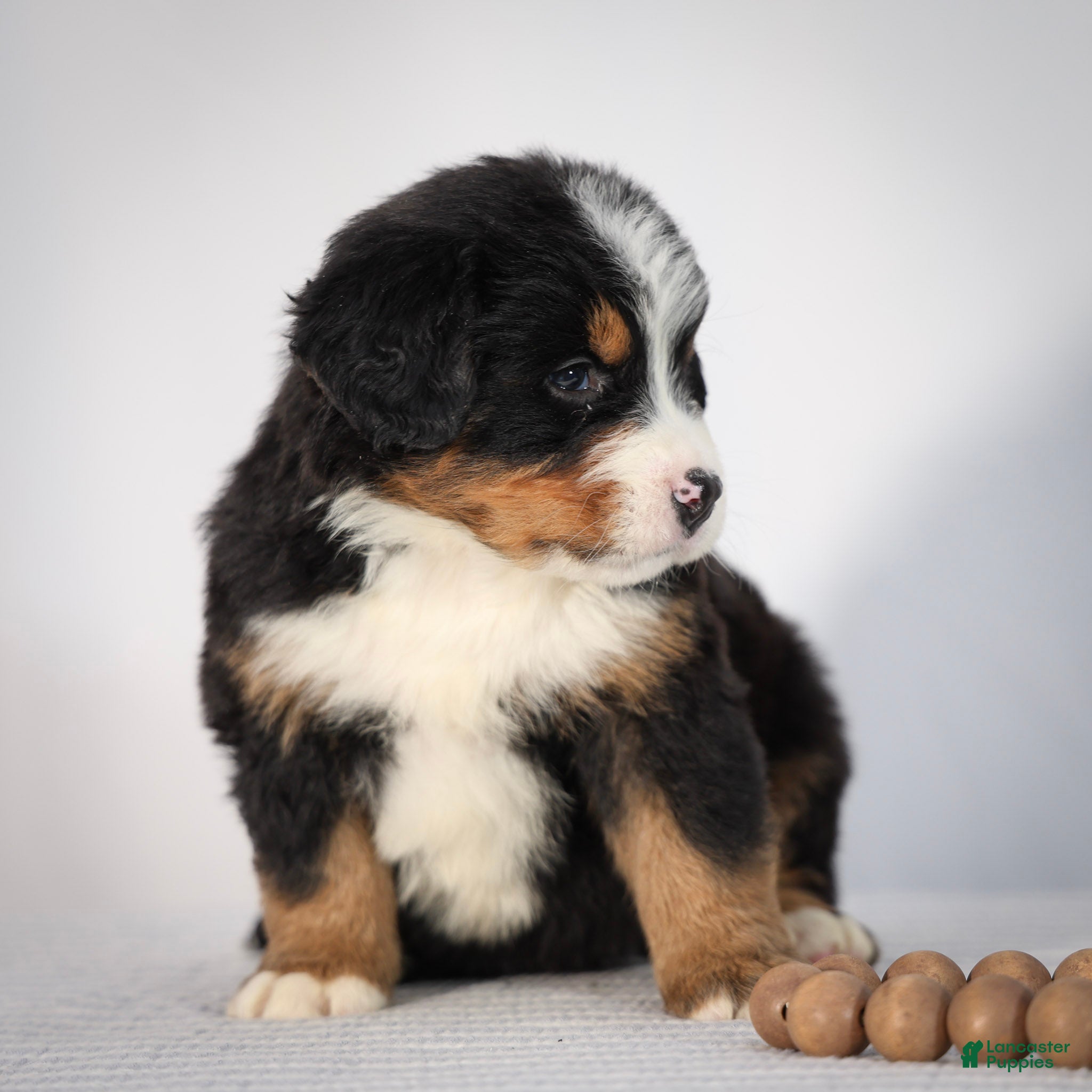 Bernese Mountain Dog dogs Rocco - Ad 2