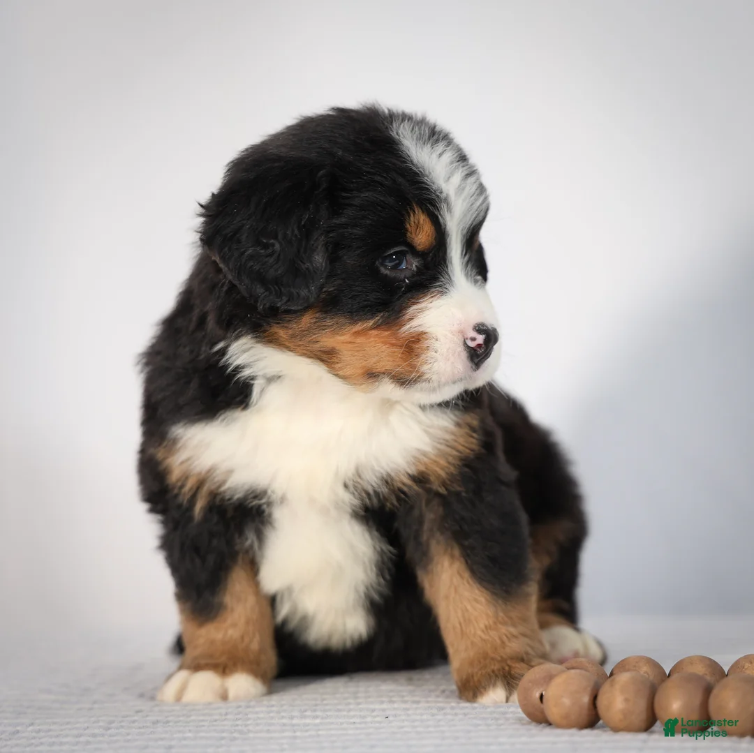 Bernese Mountain Dog dogs for sale: Rocco - Ad 2