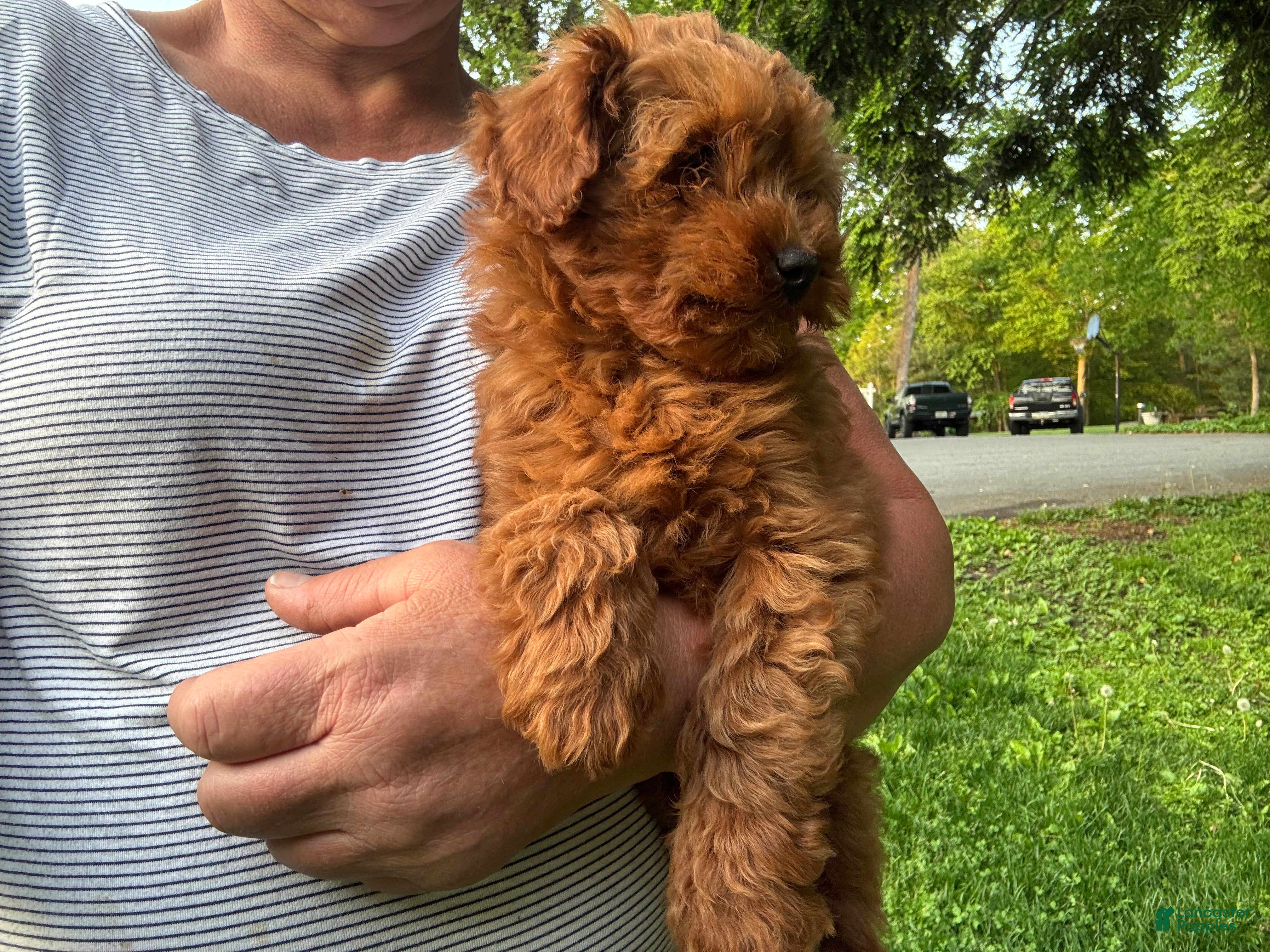 Mini Goldendoodle dogs for sale: Princess - Ad 2