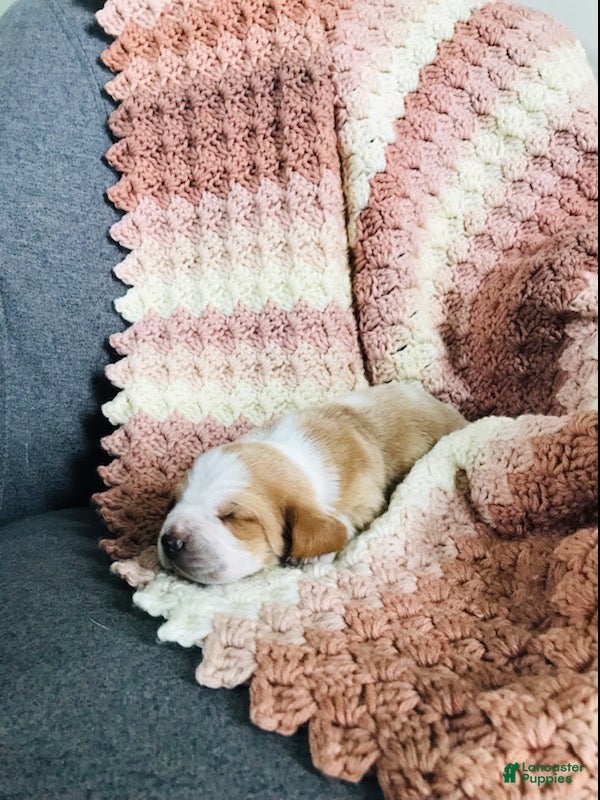 Basset Hound dogs Walter-Male - Ad 2