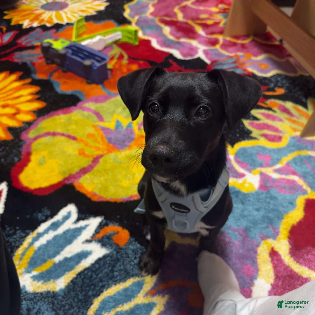 Mixed Breed dogs for sale: Zeus  - Ad 2