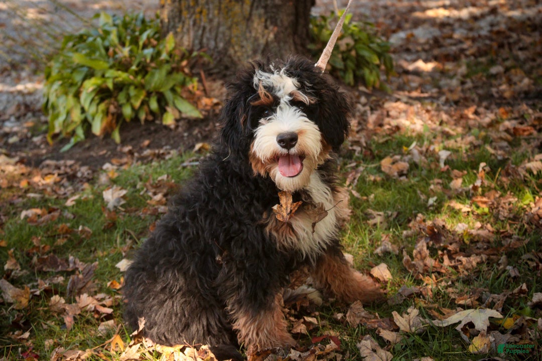 Mini Bernedoodle dogs for sale: Mooney Mini Bernedoodle  - Ad 2