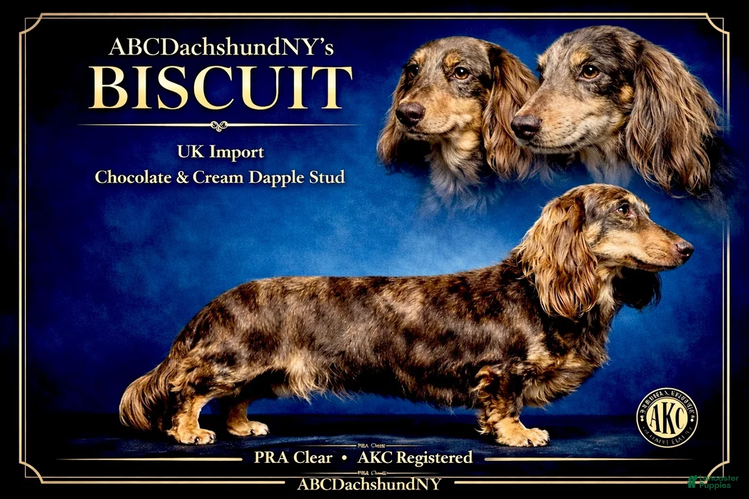 Miniature Dachshund dogs for sale: Black dapple Girl - Ad 5