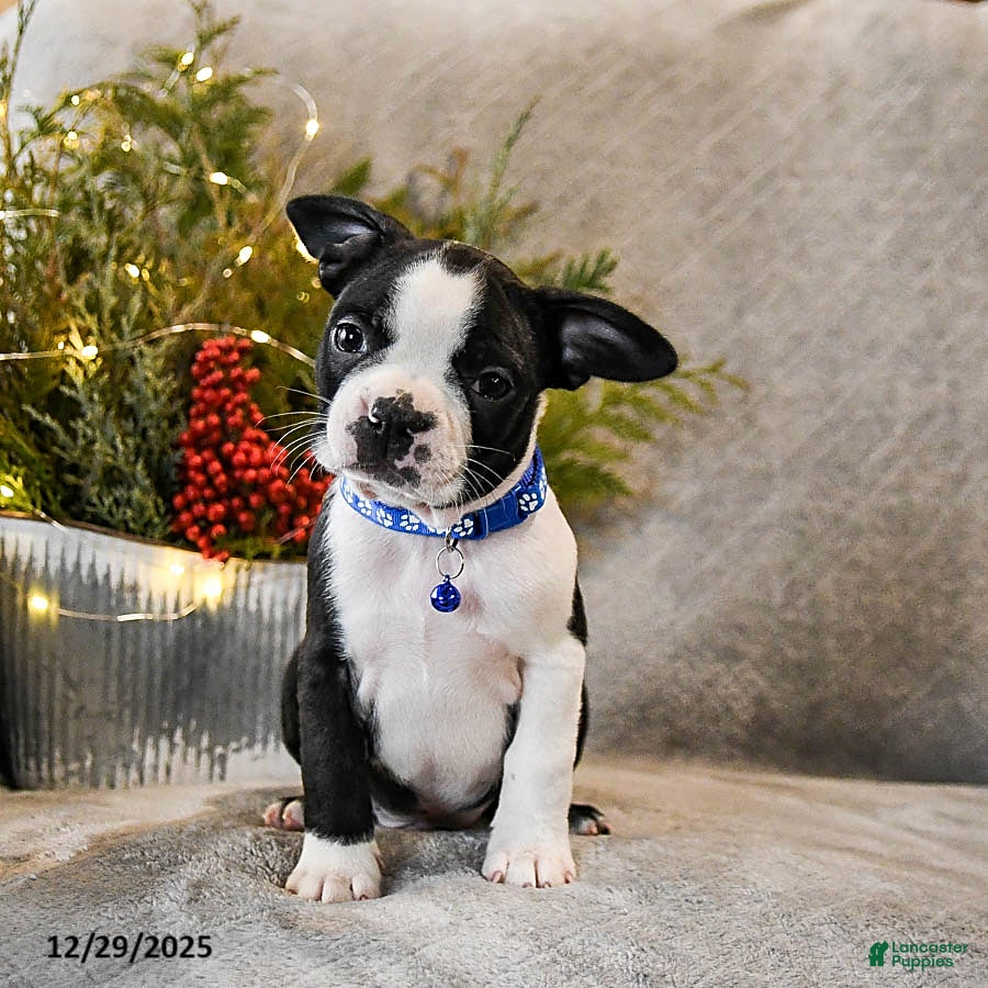 Boston Terrier dogs Chipper - Ad 5