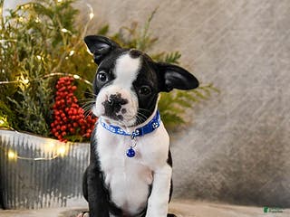 Boston Terrier dogs Chipper - Ad 32