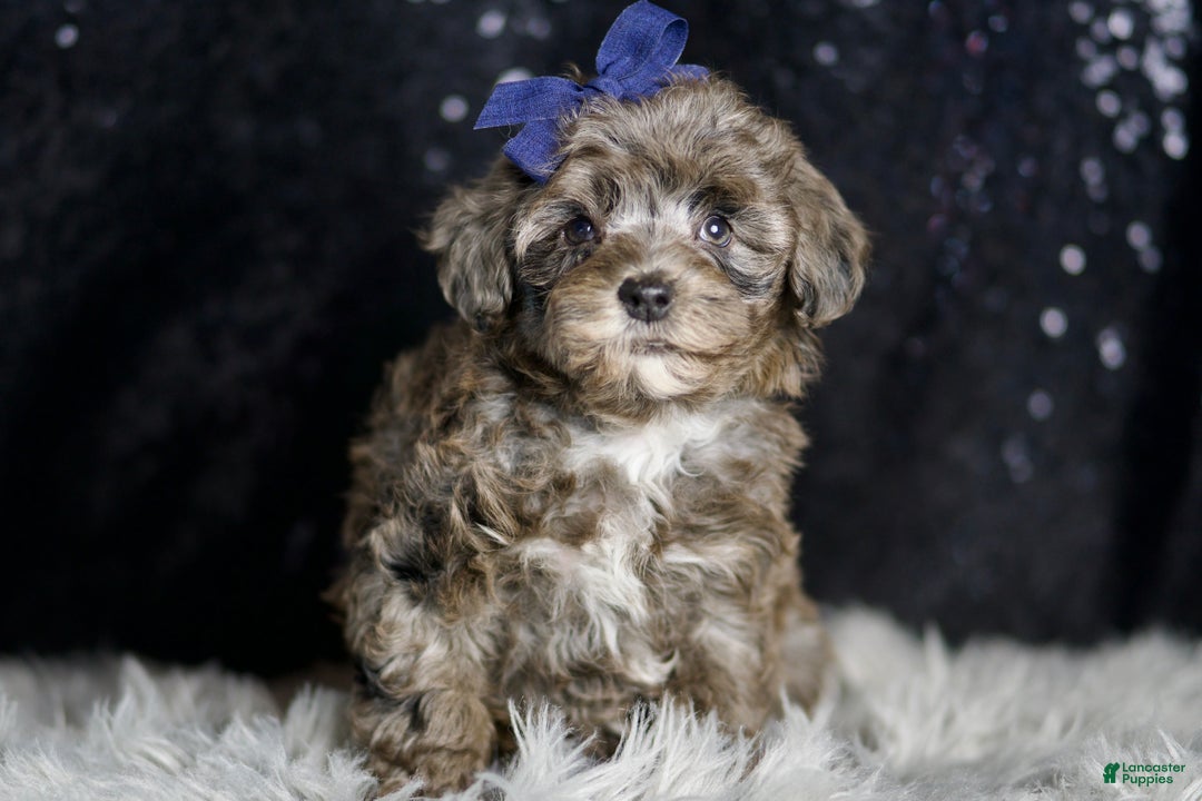 Maltipoo dogs for sale: Prince - Ad 2
