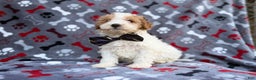 Cavapoo dogs for sale: Lincoln - Ad 3