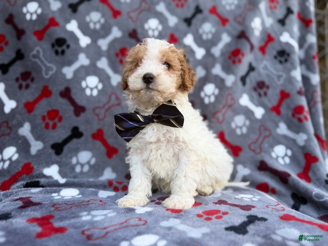 Cavapoo dogs for sale: Lincoln - Ad 3
