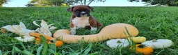 Boxer dogs for sale: Nero AKC - Ad 8