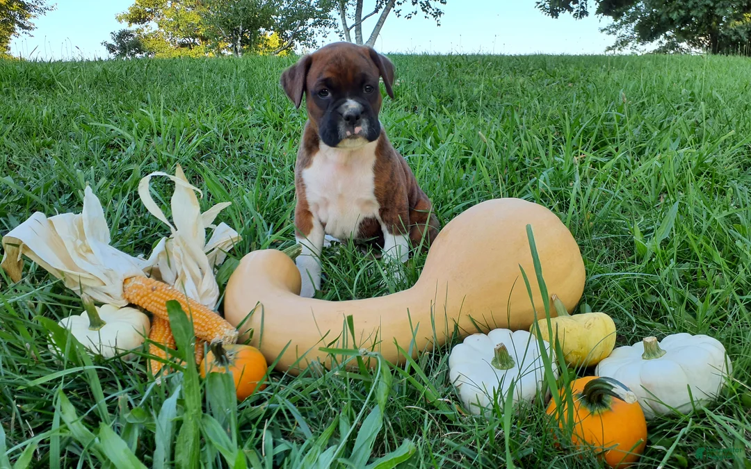 Boxer dogs for sale: Snickers AKC - Ad 8