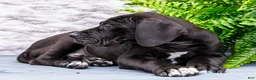 Great Dane dogs for sale: Zayne - Ad 12
