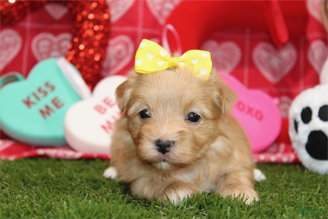 Morkie dogs for sale: Morkie Puppy 1 - Ad 2