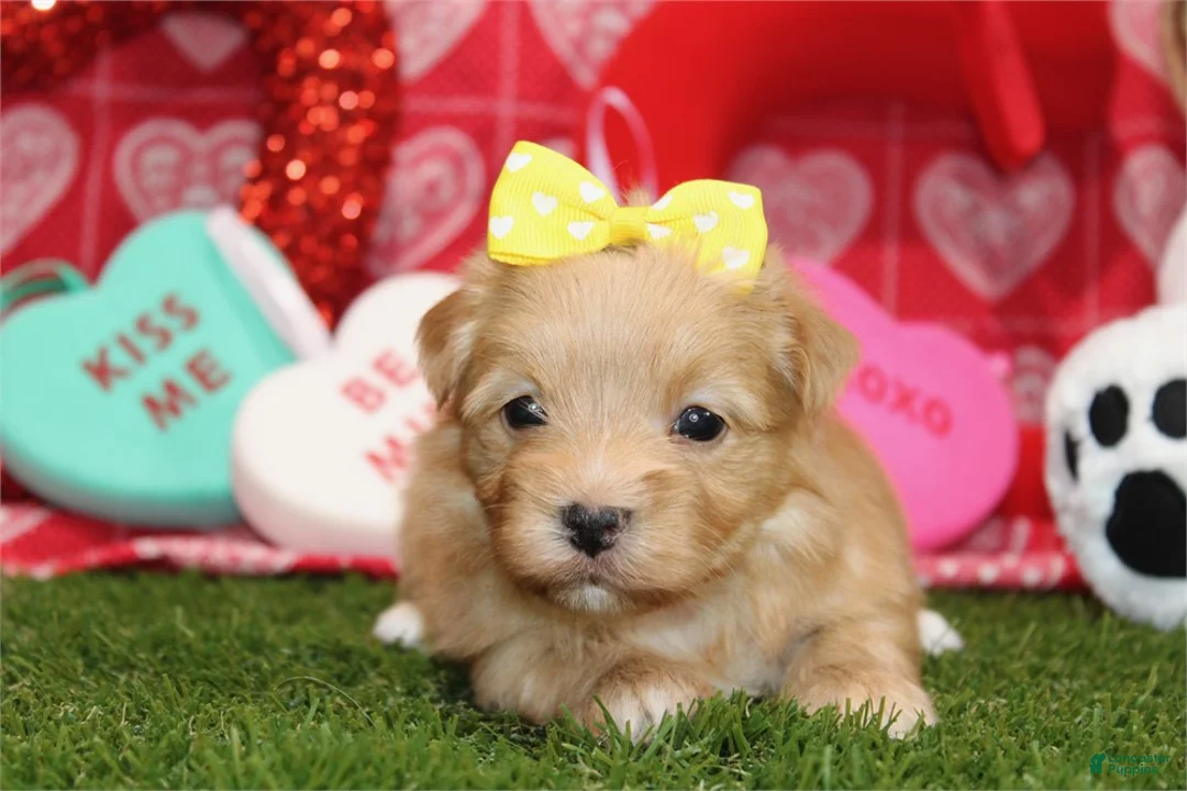 Morkie dogs for sale: Morkie Puppy 1 - Ad 2