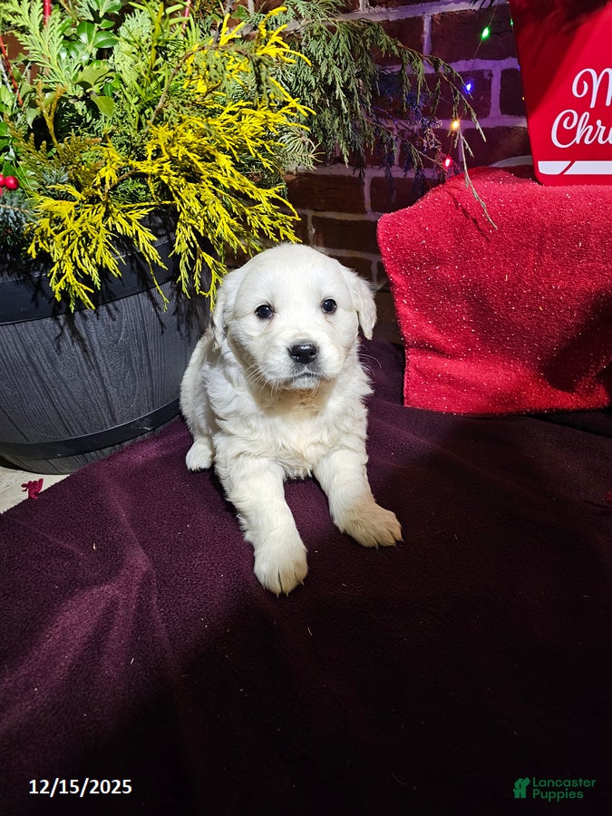 Golden Retriever dogs Kaitlyn - Ad 3