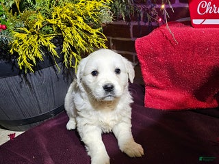 Golden Retriever dogs Kaitlyn - Ad 2