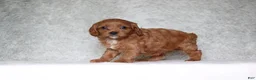 Cavapoo dogs for sale: Daisy  - Ad 4