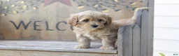 Maltipoo dogs for sale: Maltipoo 1 - Ad 3