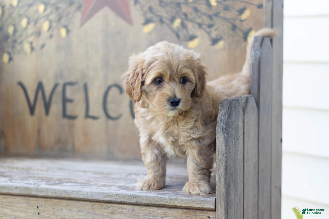 Maltipoo dogs for sale: Maltipoo 1 - Ad 3