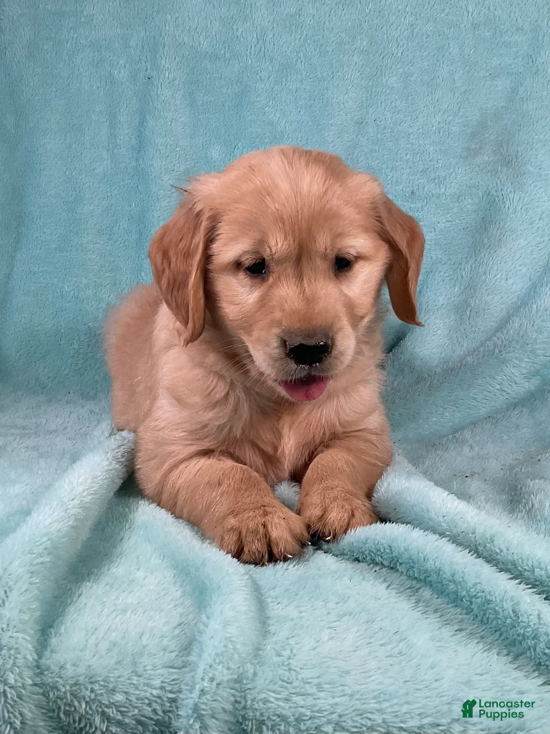 Golden Retriever dogs for sale: Benji - Ad 2