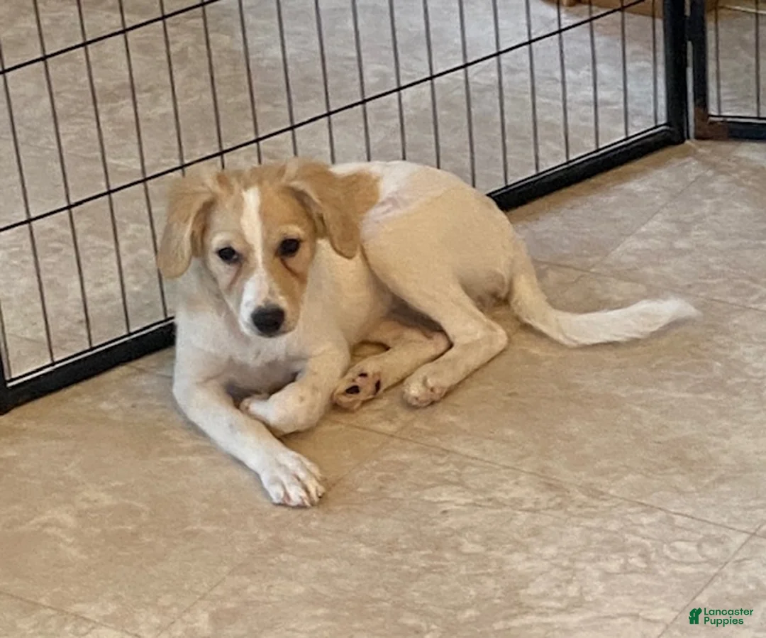 Eskipoo dogs for sale: Sugar - Ad 2