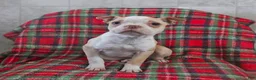 Boston Terrier dogs for sale: Irene - Ad 3