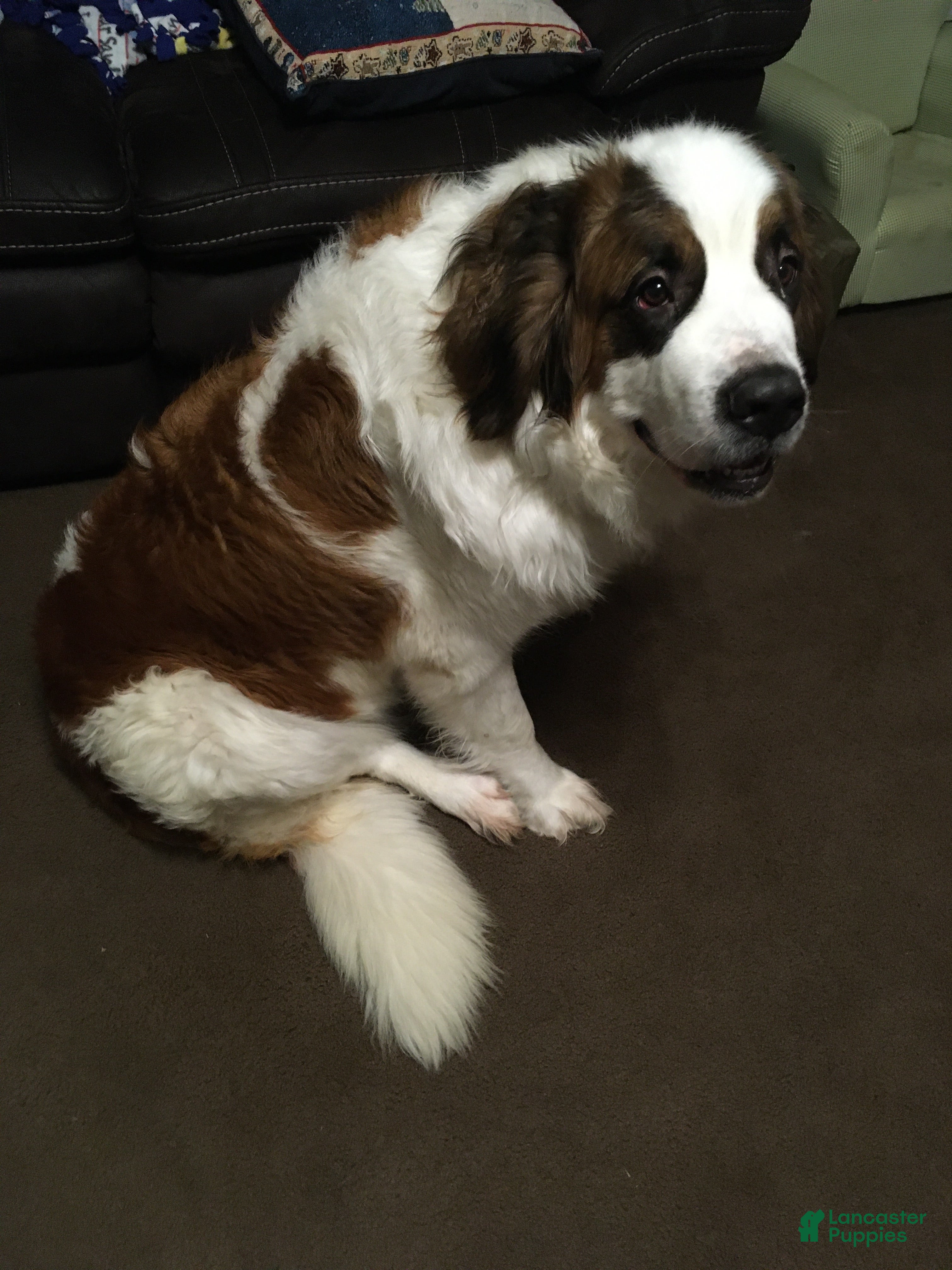 Corgi Cross St Bernard St Bernard Mastiff Lab Mix Labrador St