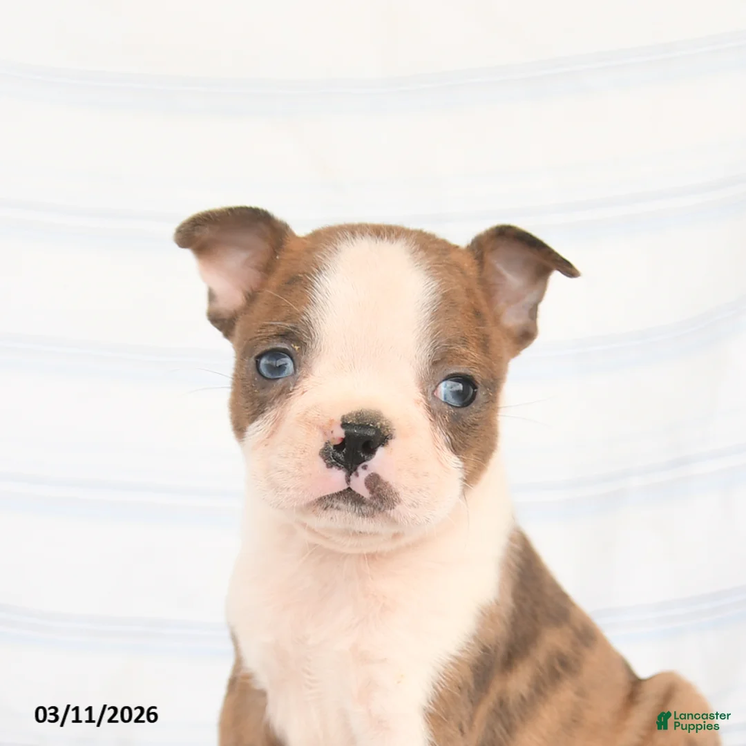 Boston Terrier dogs for sale: Alex - Ad 5