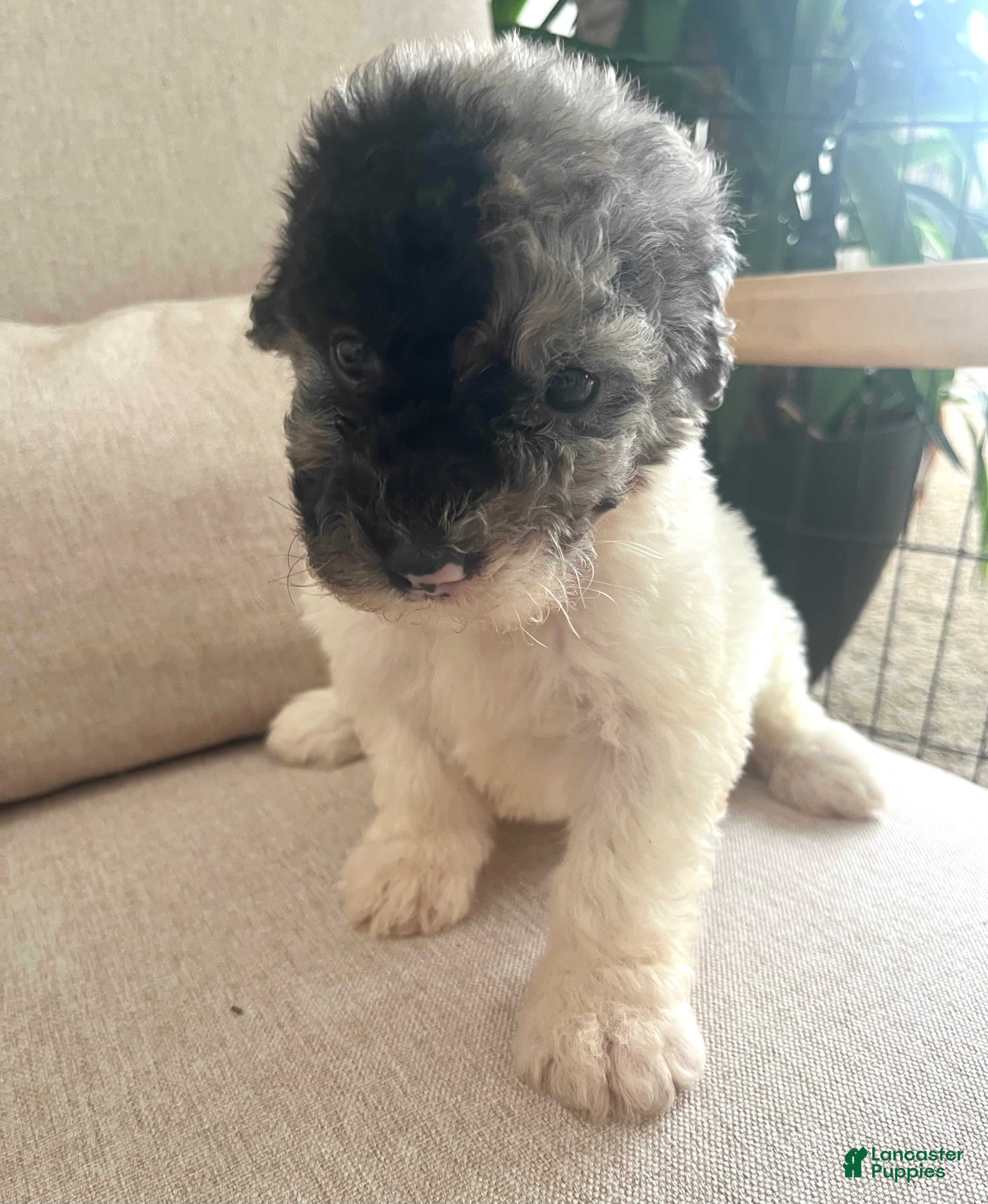 Mixed Breed dogs Sylvia - Ad 1