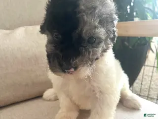 Mixed Breed dogs for sale: Sylvia - Ad 3