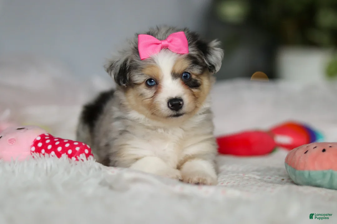 Mixed Breed dogs for sale: Bella - Ad 8