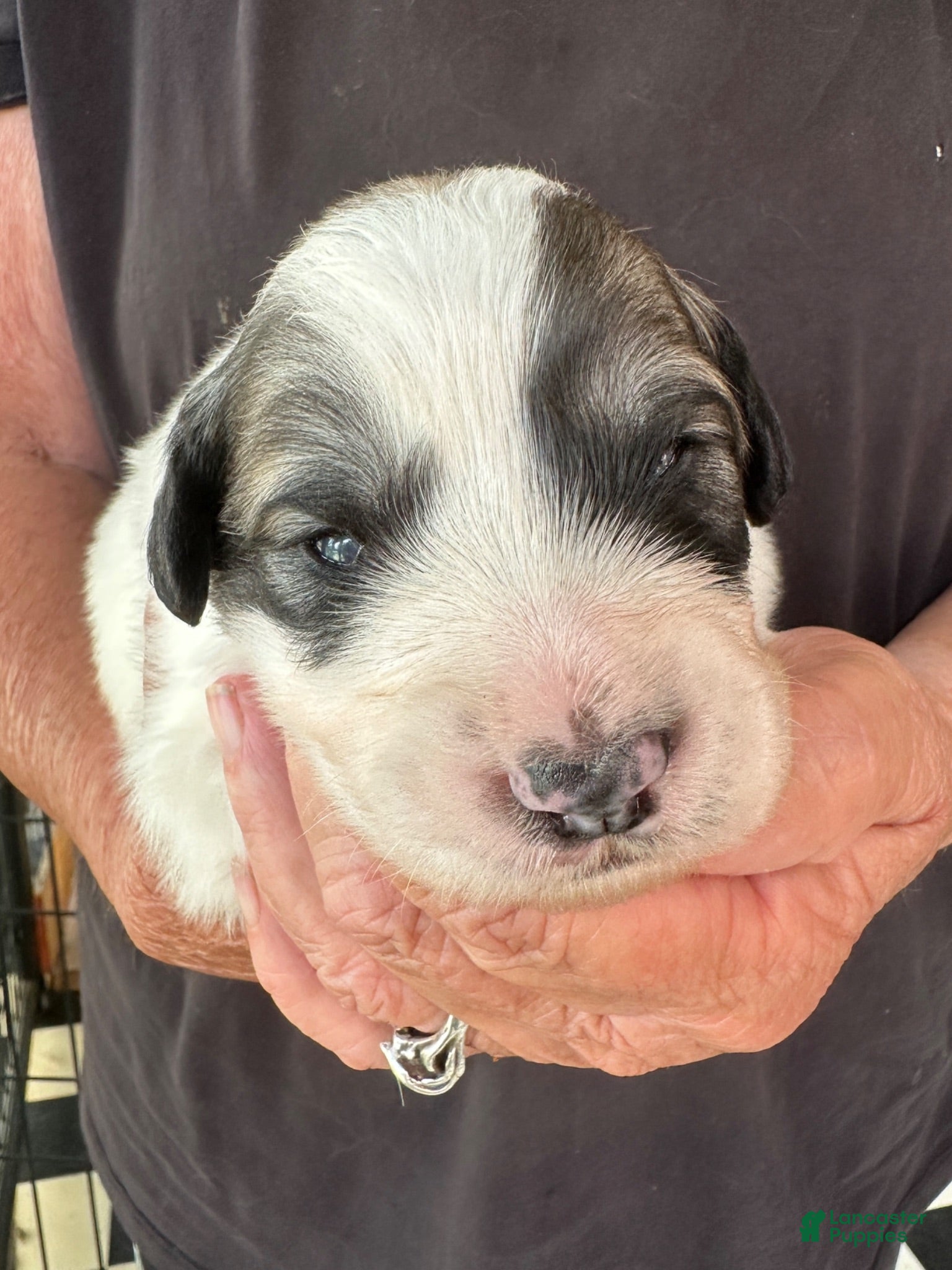 Great Pyrenees dogs Mace - Ad 2