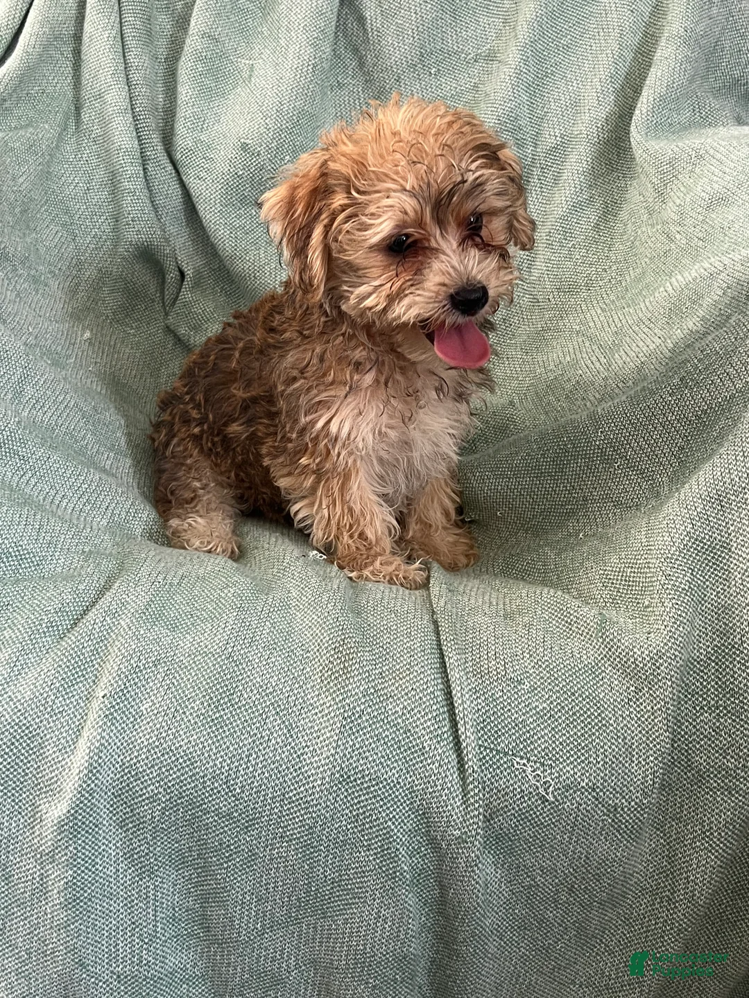 Yochon dogs for sale: Danny Boy - Ad 1