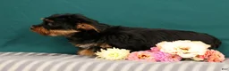 Yorkshire Terrier dogs for sale: Robin - Ad 5