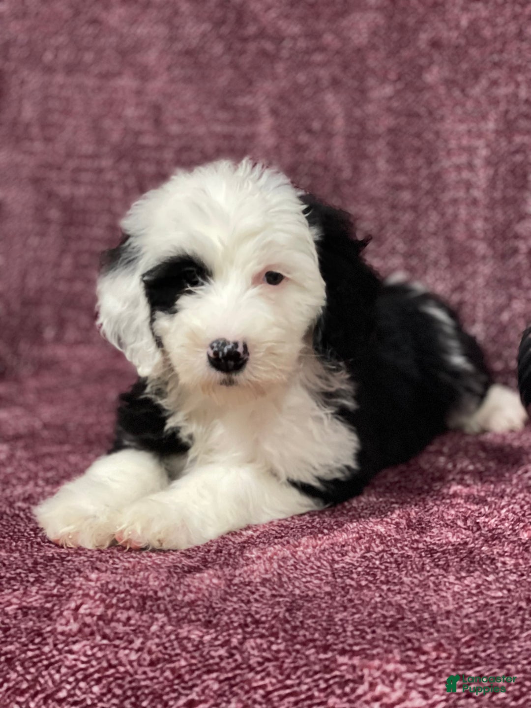 Sheepadoodle dogs for sale: Kacey - Ad 2