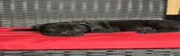 Cane Corso dogs for sale: Riley - Ad 5