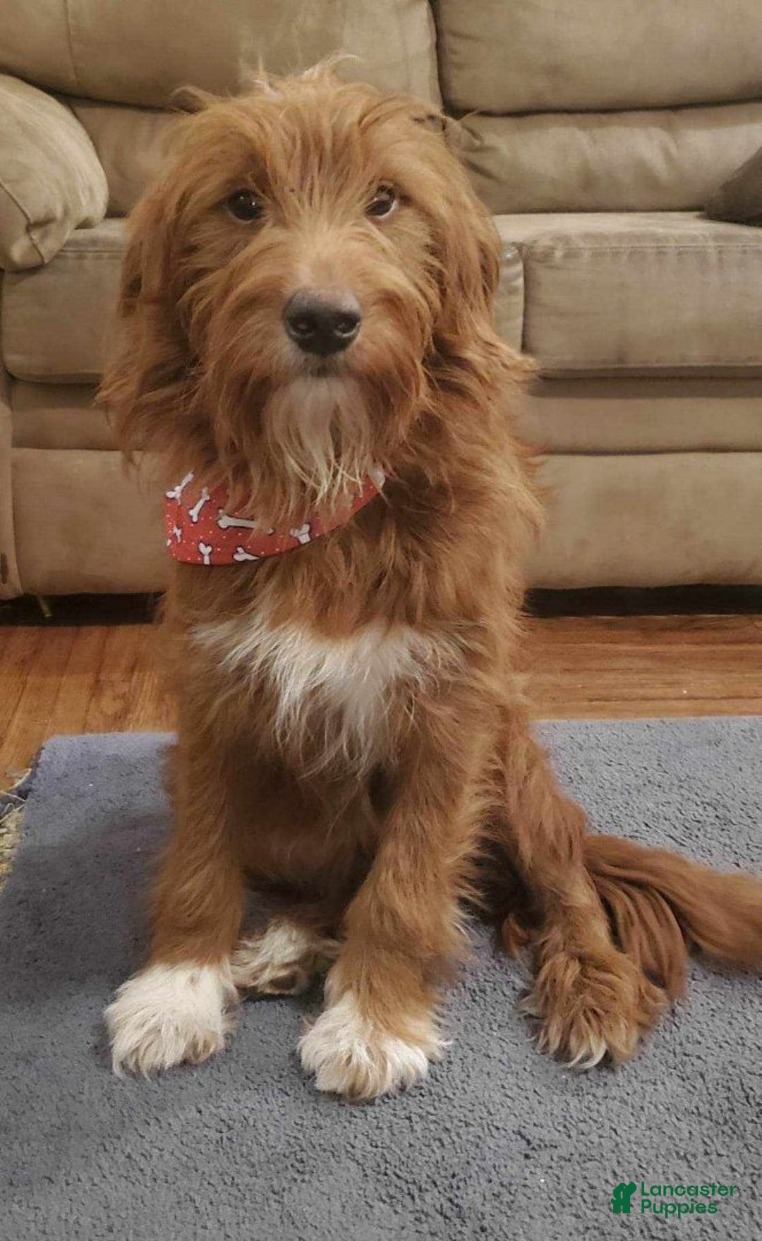 Mini Goldendoodle dogs for sale: Jet - Ad 8