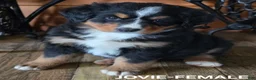 Bernese Mountain Dog dogs for sale: JOVIE - Ad 3