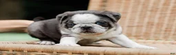 Pug dogs for sale: Jareb - Ad 4