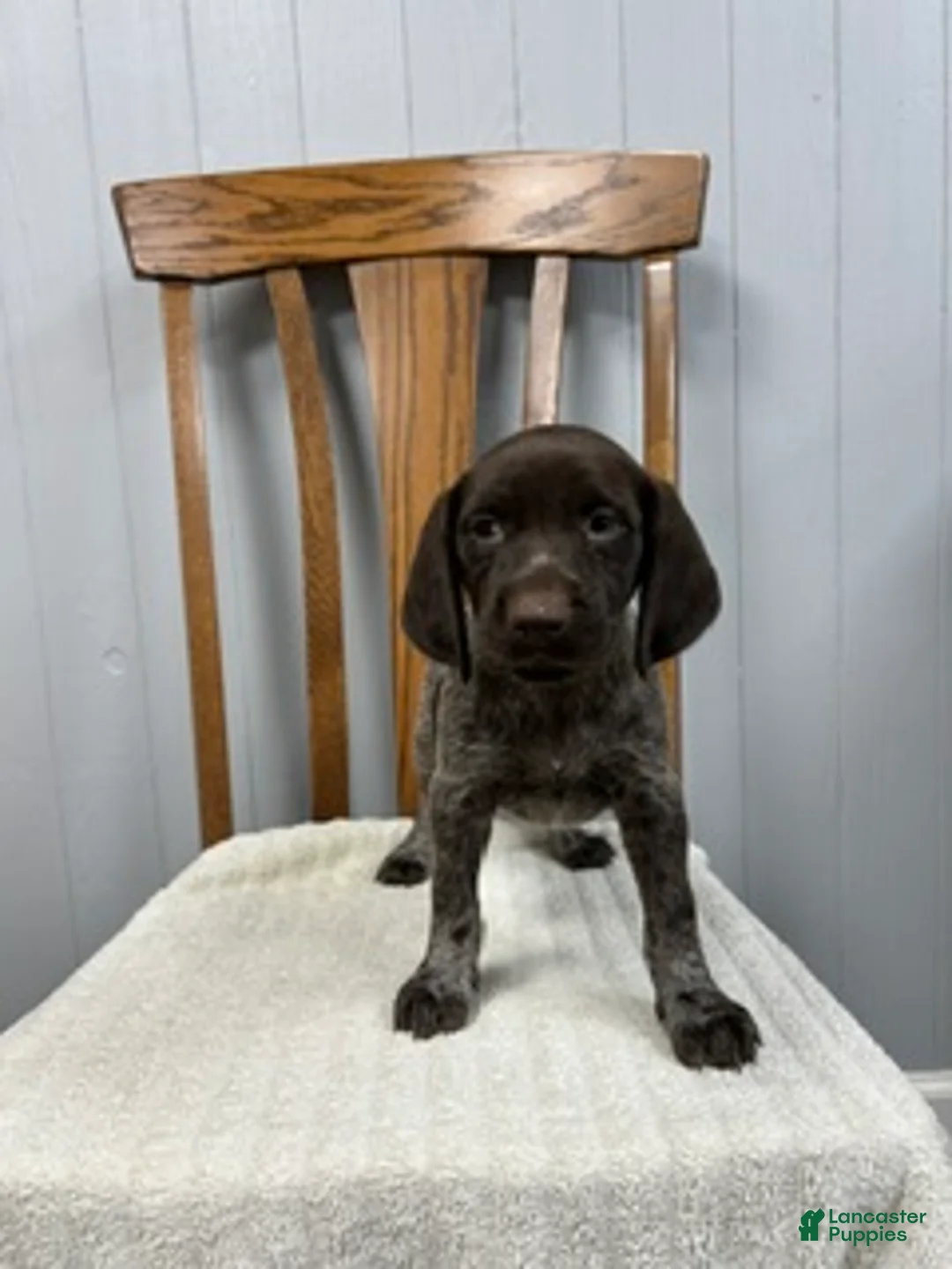 German Shorthaired Pointer dogs for sale: Quinn - Ad 1