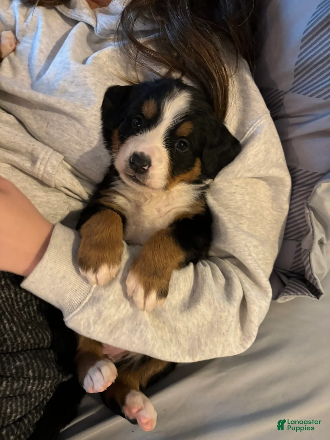 Gallery Image {{count}}