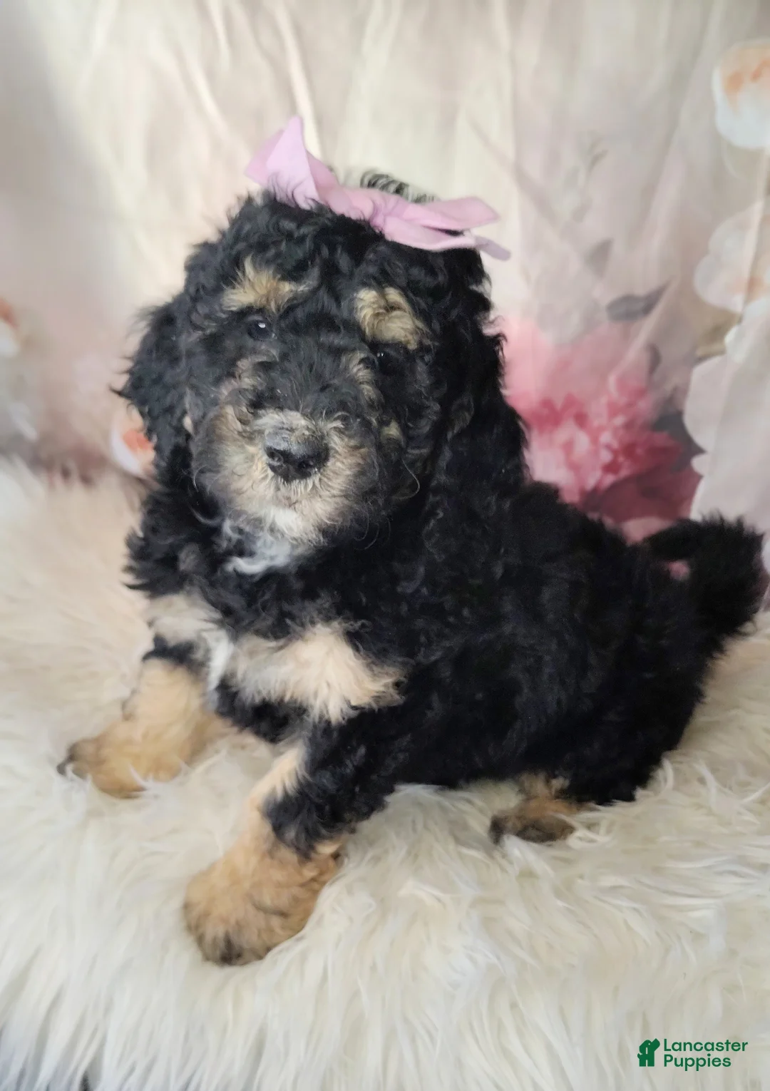 Saint Berdoodles dogs for sale: Lobelia F1b Mini Saint Berdoodle - Ad 1